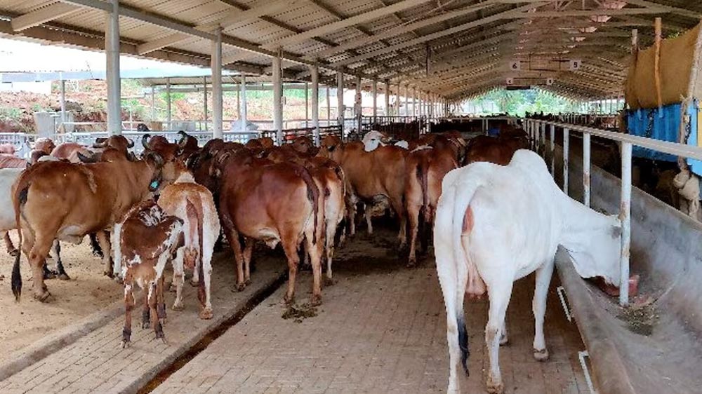 बिहार में पशुपालकों को बड़ी सौगात, लखीसराय में बनेगा 50 लाख डोज क्षमता वाला स्टेशन