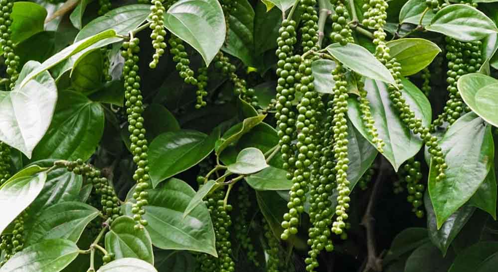 MP के किसानों के लिए नई पहल, पचमढ़ी में तैयार हुई मसालों की खास नर्सरी